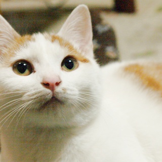 三毛ちゃんです♪