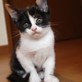 ９月19日産まれの女の子