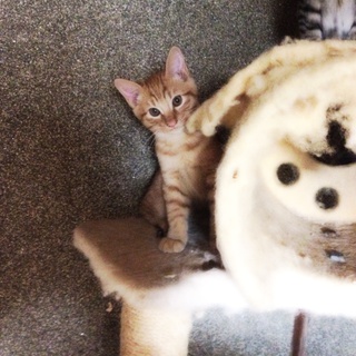 本当は手放したくないのですが