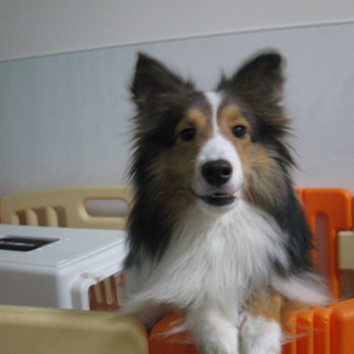 小柄でおとなしい女の子