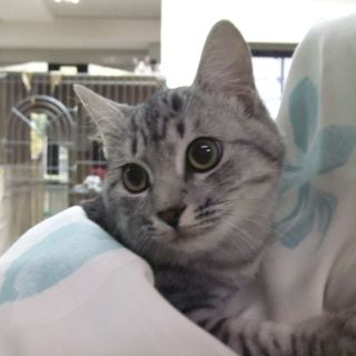 ♪♪手触り抜群アメショーMIXです♪♪