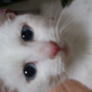 可愛い白猫です！