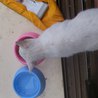 可愛い白猫です！ サムネイル2