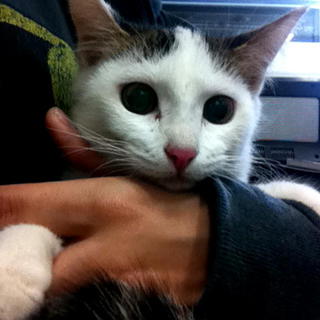 子猫の里親募集