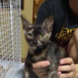 さび柄の子猫の里親を募集します！