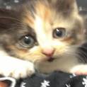 三毛猫の仔猫ちゃん【優しい里親さんが見つかりました！幸せになります】