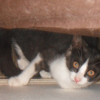 里親になってください