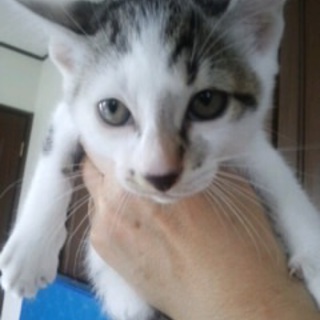 僕のママ募集します