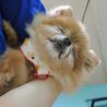 ラブリーでチャーミング。「なな」ポメラニアン　６歳♀ サムネイル3