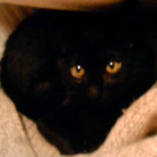 幸せを招く「黒猫」ちゃん