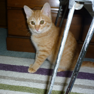 かわいい茶トラの♀