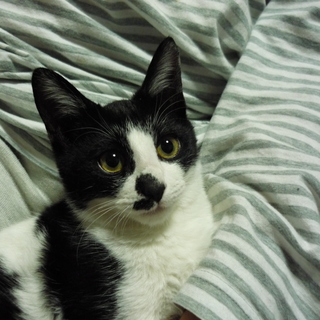 まんまる黒目の♂