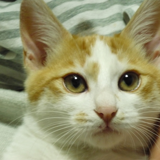 ハンサムお顔の♂