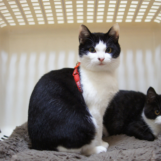 保護した二匹の子猫の里親さん募集