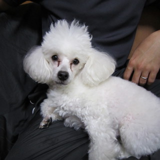 元気な４歳のトイプードルです。