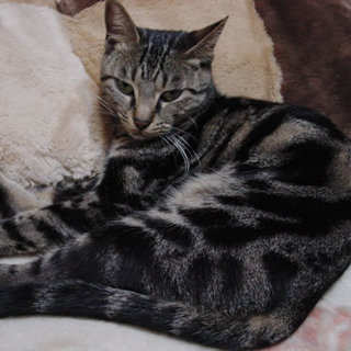 募集終了いたしました