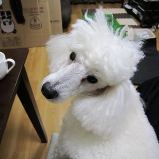 白色のトイプードルです。