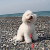 白色のトイプードルです。 サムネイル2