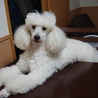 白色のトイプードルです。 サムネイル3