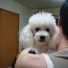 元気な４歳のトイプードルです。 サムネイル3