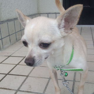 ナデナデしてもらうのが大好き