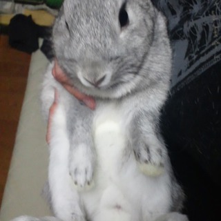 ミニウサギ里親