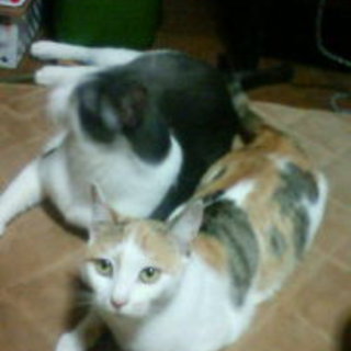 里親募集(友人の掲載代理)です