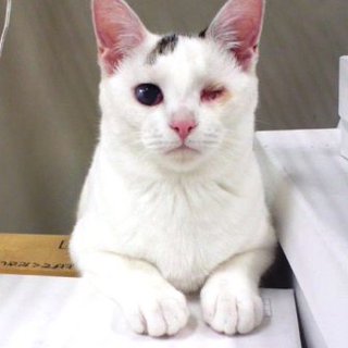 「まき（仮名）」６ヶ月メス