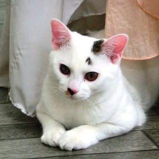 「大豆（仮名）」オス６ヶ月