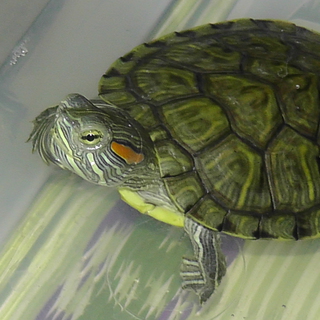 ミドリガメ2匹、スッポン」岩手県 - 爬虫類・他の里親募集(8988