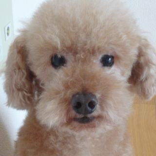 素敵な飼い主さんが見つかりました。たくさんのご連絡ありがとうございました。