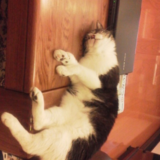 ミーの里親募集!!