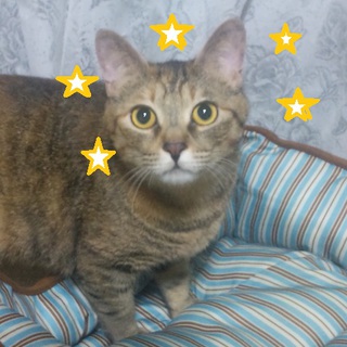 人がとっても好きな子、至急新しい家族募集中。