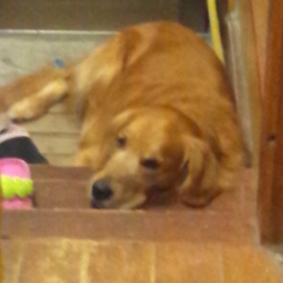 ずっと傍に居てくれる新しい家族を探しております。