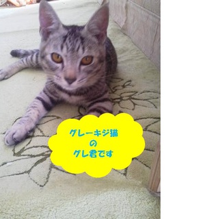 甘えん坊のグレ君