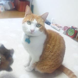 Ｏ様ご自宅の近所の方が里親様になってくれました。ありがとうございました。