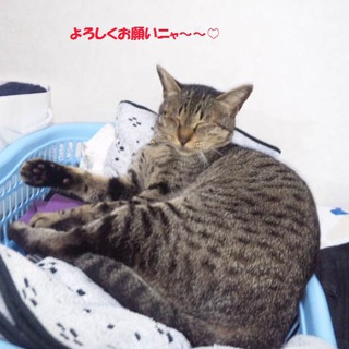 1/1　トライアル中の為一時停止します。（至急）３歳の女の子です。どうか、よろしくお願いします。