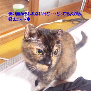 （至急）１歳半のさび柄女の子