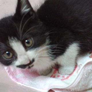仔猫２匹（黒白とギジシマ）　里親募集中