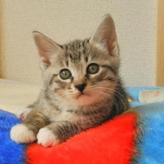 急募！カウントダウンに入っています…ボクを助けて(1歳1カ月)