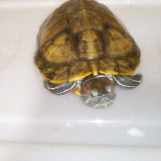 ミドリガメの里親を募集します