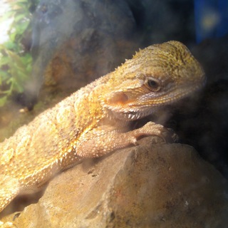 フトアゴヒゲトカゲの里親さん募集！/ありがとうございました。