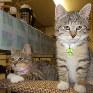 8/24生まれのかわいい女の子２匹です。掲載期限を延長します。