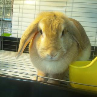 可愛いうさぎちゃん