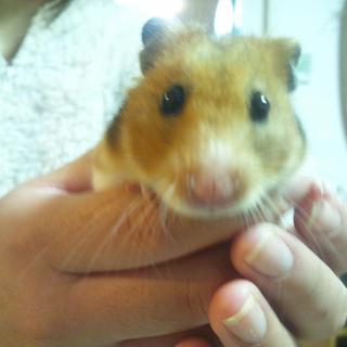 可愛いハムンスタです！！！