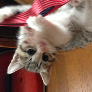 もらってください