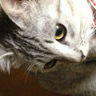 兄弟です。貰ってください