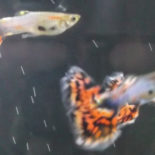 グッピーの里親探してます