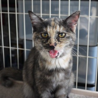 ＊かわいいサビ猫ちゃん保護しました＊