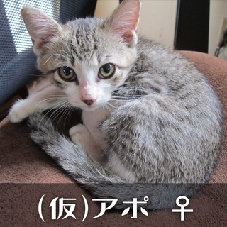 （真菌治療済）推定2ヶ月子猫4兄妹の里親募集♪